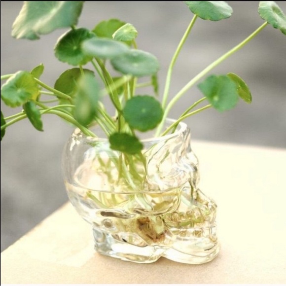 Other - Glass Skull Planter